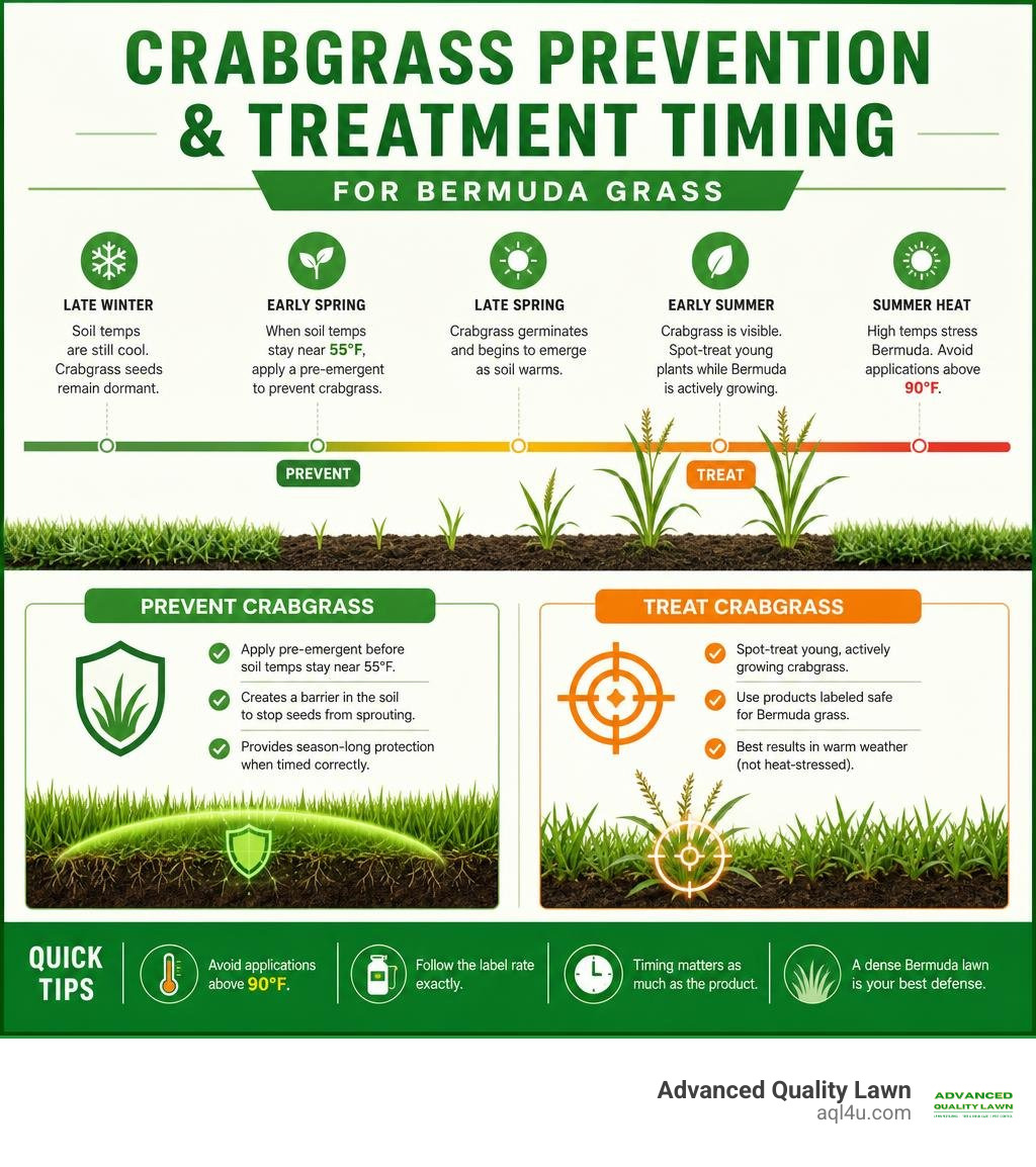Crabgrass prevention and treatment timing for Bermuda grass infographic