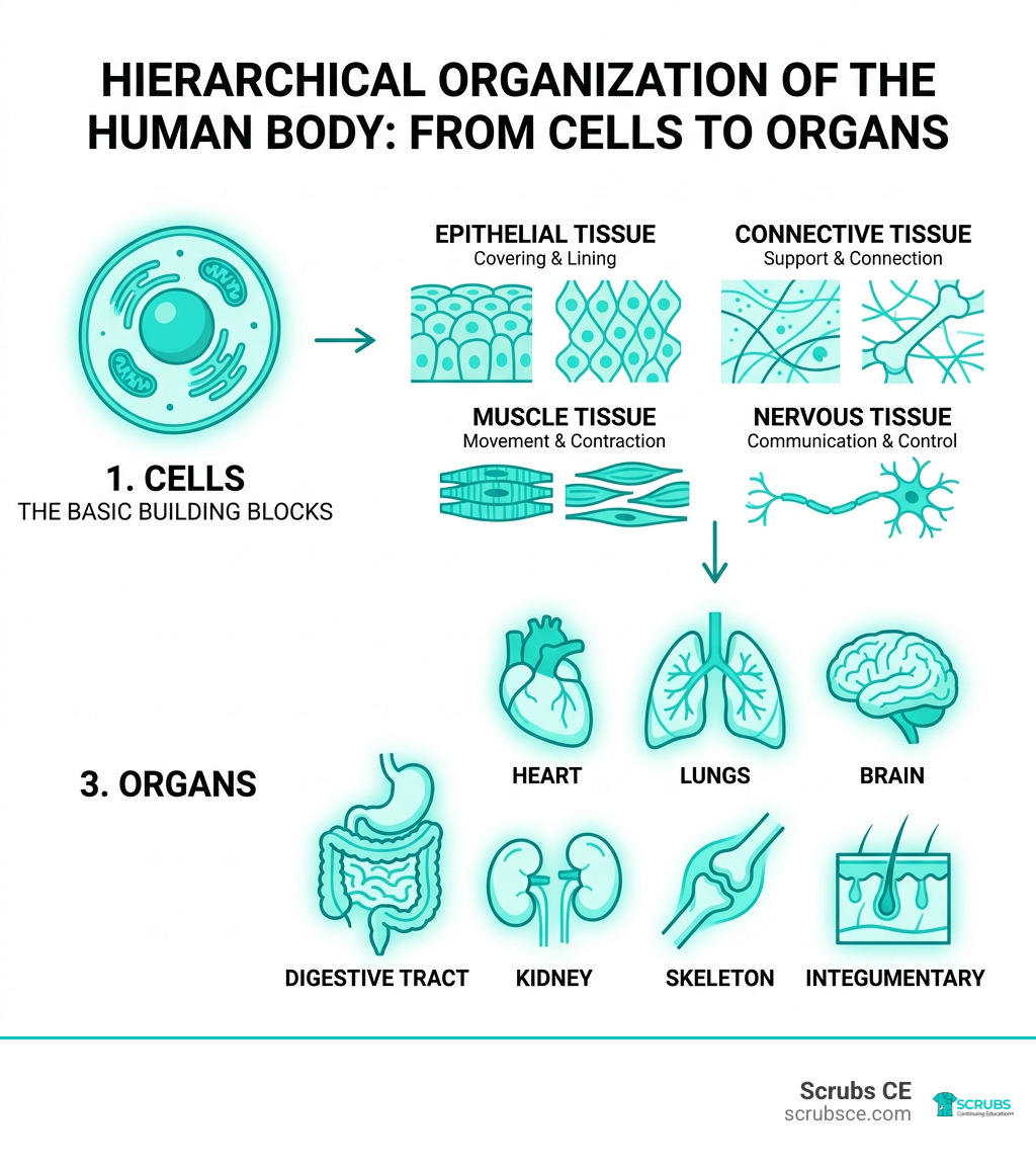 Hierarchical organization of human body systems from cells to organs for healthcare workers infographic Hierarchical organization of human body systems from cells to organs for healthcare workers infographic