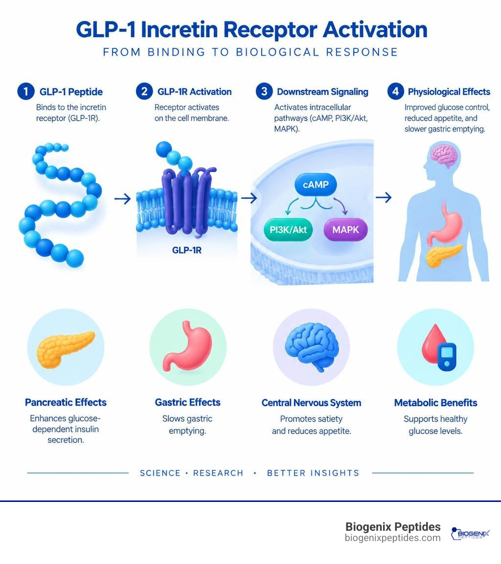 Biological mechanism of GLP-1 incretin receptor activation and downstream signaling infographic