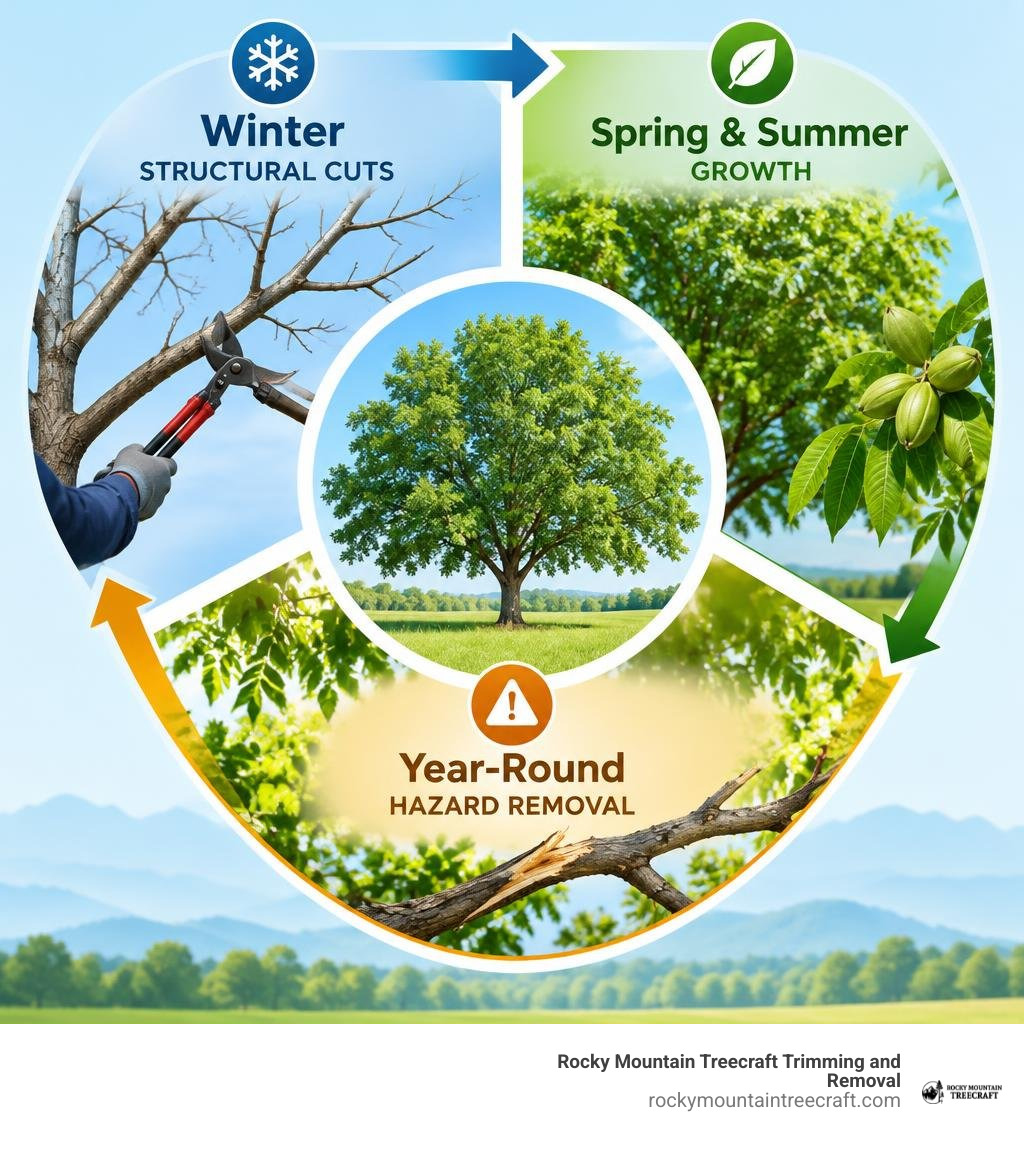Seasonal pecan pruning cycle: winter structural cuts, spring and summer growth, year-round hazard removal infographic