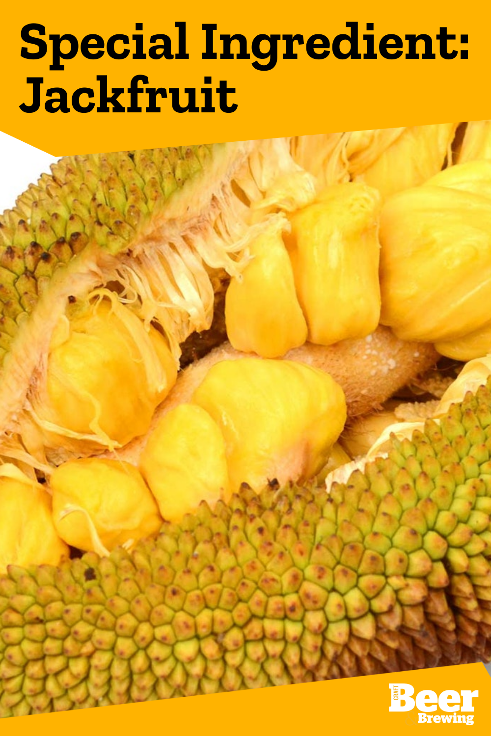 Special Ingredient Jackfruit Craft Beer & Brewing
