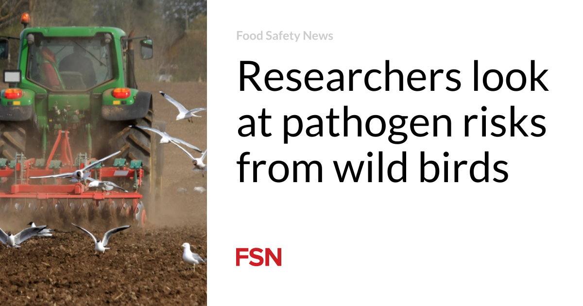 Researchers look at pathogen risks from wild birds Food Safety News