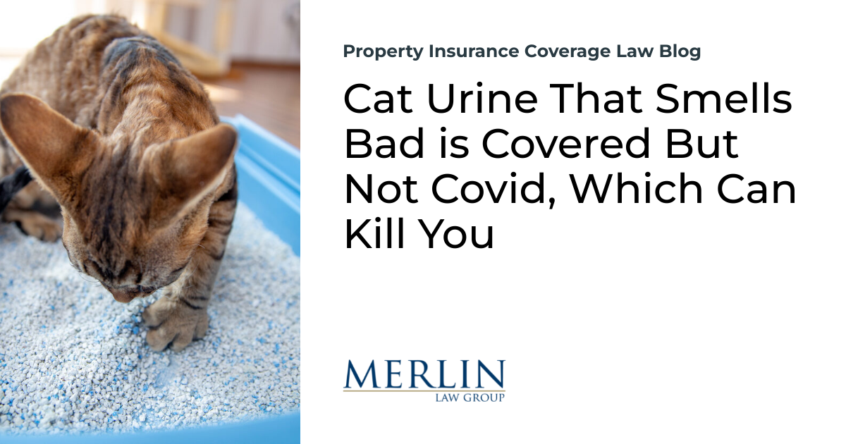 Cat Urine That Smells Dangerous is Lined However Not Covid, Which Can Kill You | Property Insurance coverage Protection Legislation Weblog