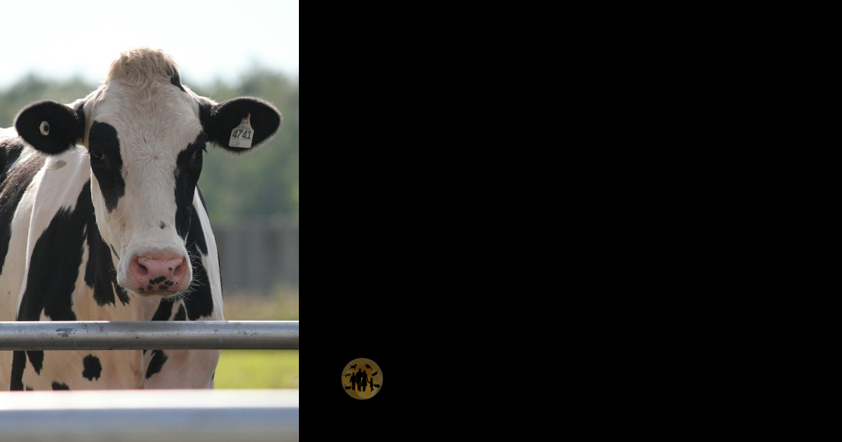 H5N1 Avian Flu in Cattle: What to Be Concerned About and What Not to ...