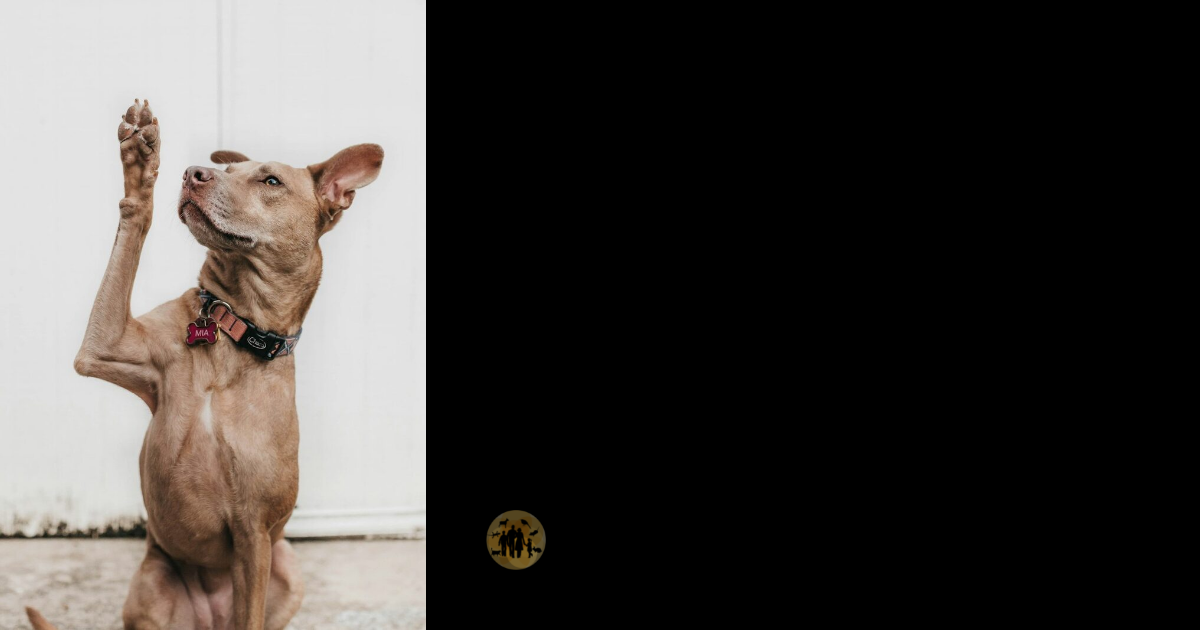 FAQ: Rules for Movement of Dogs From Canada to the US (July 19) | Worms ...