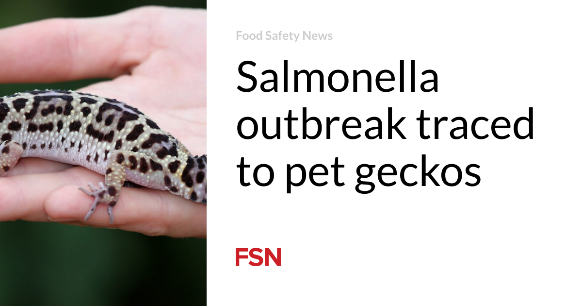 Salmonella outbreak traced to pet geckos Food Safety News