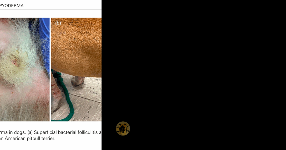 ISCAID Canine Pyoderma Antimicrobial Use Guidelines Update, Part 2 ...