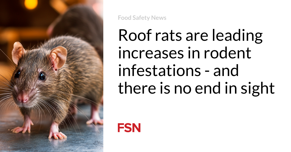 Roof rats are leading increases in rodent infestations - and there is ...